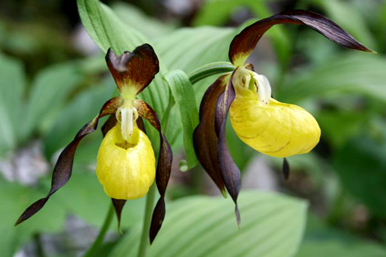 Lady-slipper’s orchid